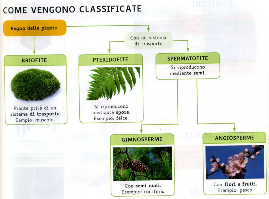 classificazione piante semplificata